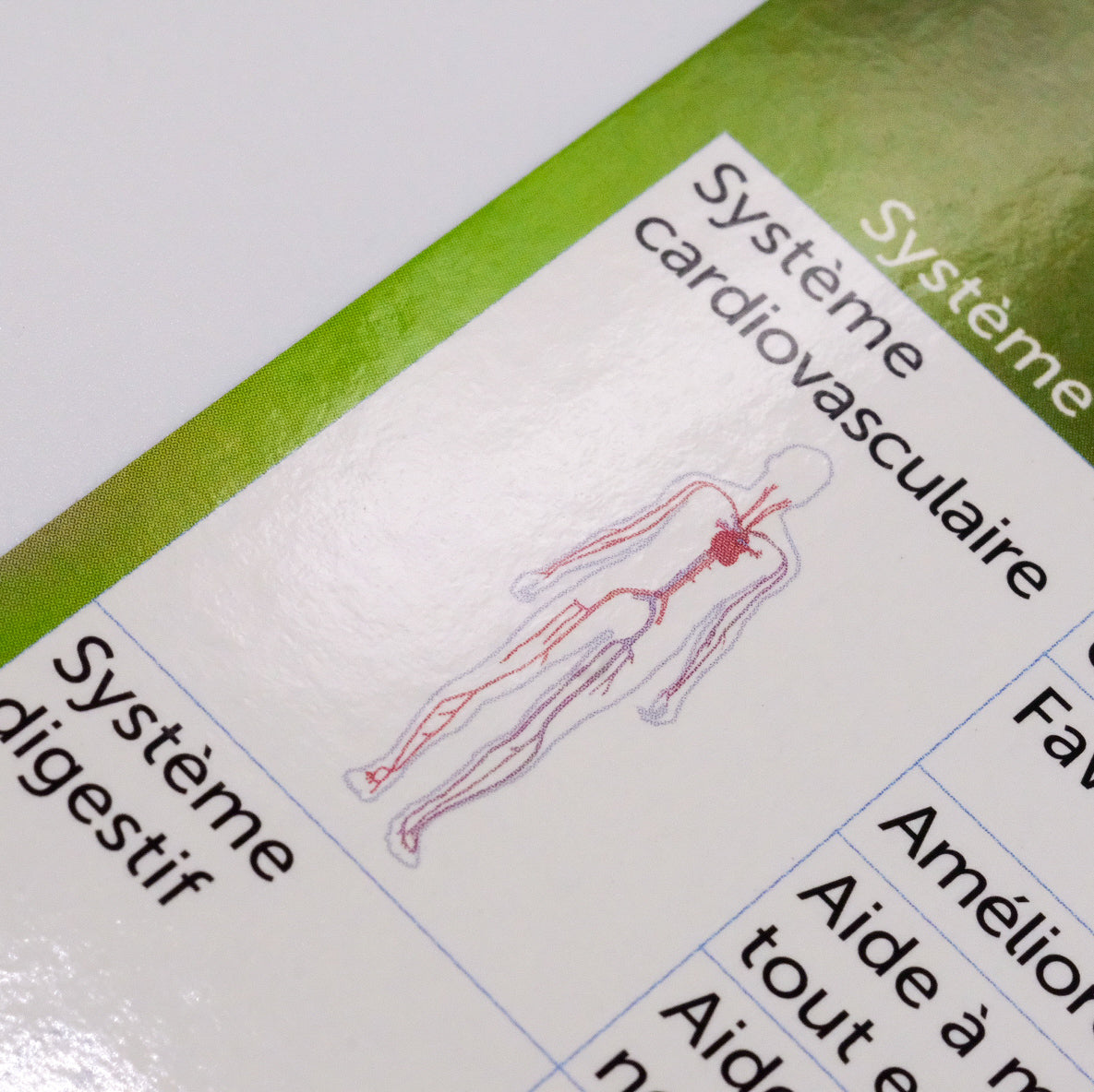 Charte de Référence : Soutien des Systèmes et Fonctions avec les Huiles Essentielles