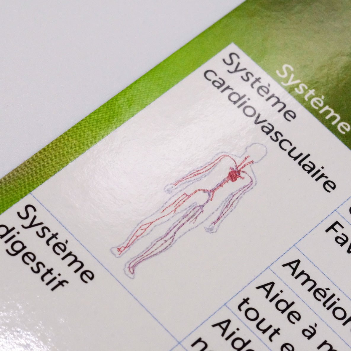 Reference Charter: Supporting Systems and Functions with Essential Oils
