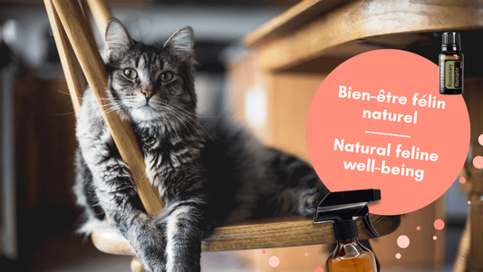 Huiles essentielles et chats : Comment les utiliser en toute sécurité ?